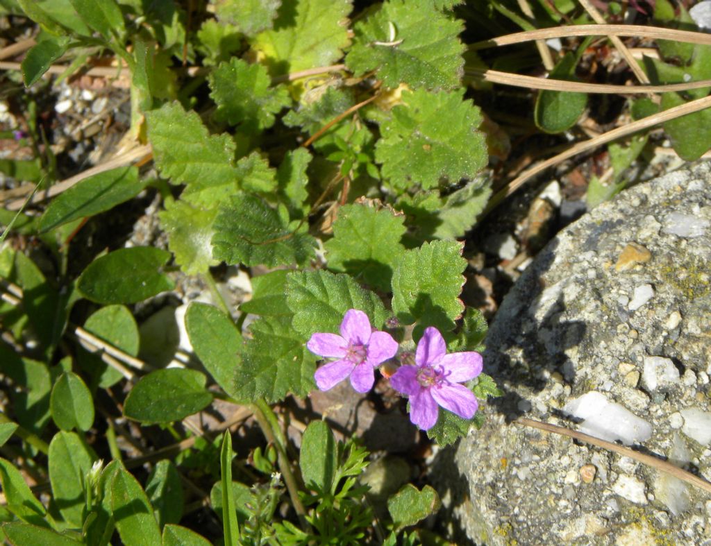 Erodium malacoides?  Sì |